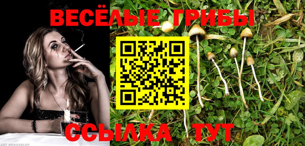 Псилоцибиновые грибы Psilocybe Видное